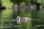 swimming Great Crested Grebe