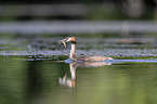 swimming Great Crested Grebe