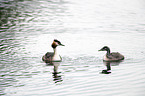 swimming Great Crested Grebe