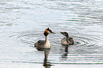 swimming Great Crested Grebe