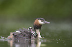 Great Crested Grebes