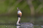 Great Crested Grebe