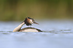 Great Crested Grebe