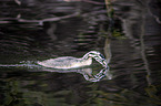 swimming Great Crested Grebe