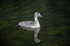 swimming Great Crested Grebe