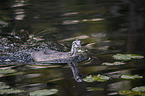 swimming Great Crested Grebe