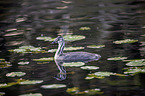 swimming Great Crested Grebe