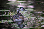 swimming Great Crested Grebe