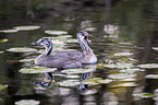 swimming Great Crested Grebes