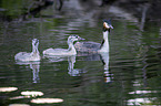 swimming Great Crested Grebes