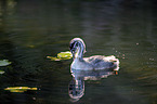 swimming Great Crested Grebe