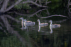swimming Great Crested Grebes