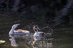 swimming Great Crested Grebes