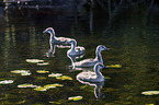 swimming Great Crested Grebes