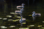 swimming Great Crested Grebes