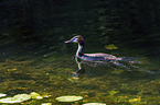 swimming Great Crested Grebe