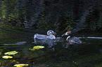swimming Great Crested Grebes