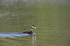 swimming Great Crested Grebe