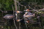 great crested grebe
