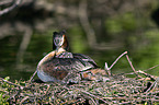 great crested grebe