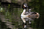 great crested grebe