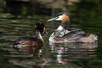 great crested grebe