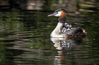 great crested grebe