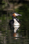 great crested grebe