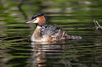 great crested grebe