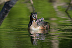 great crested grebe
