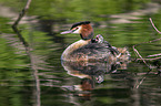 great crested grebe