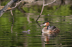 great crested grebe