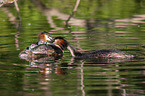 great crested grebe