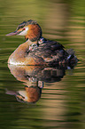 great crested grebe