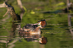 great crested grebe