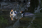great crested grebe
