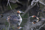 great crested grebe
