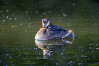 great crested grebe