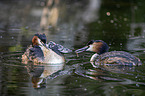 great crested grebe