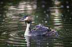 great crested grebe