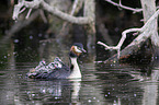 great crested grebe