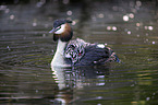 great crested grebe