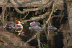 great crested grebe