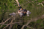 great crested grebe