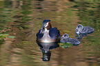 great crested grebe