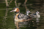 great crested grebe