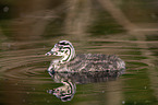 young great crested grebe