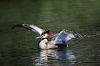 great crested grebe