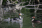 great crested grebe