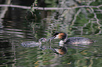great crested grebe